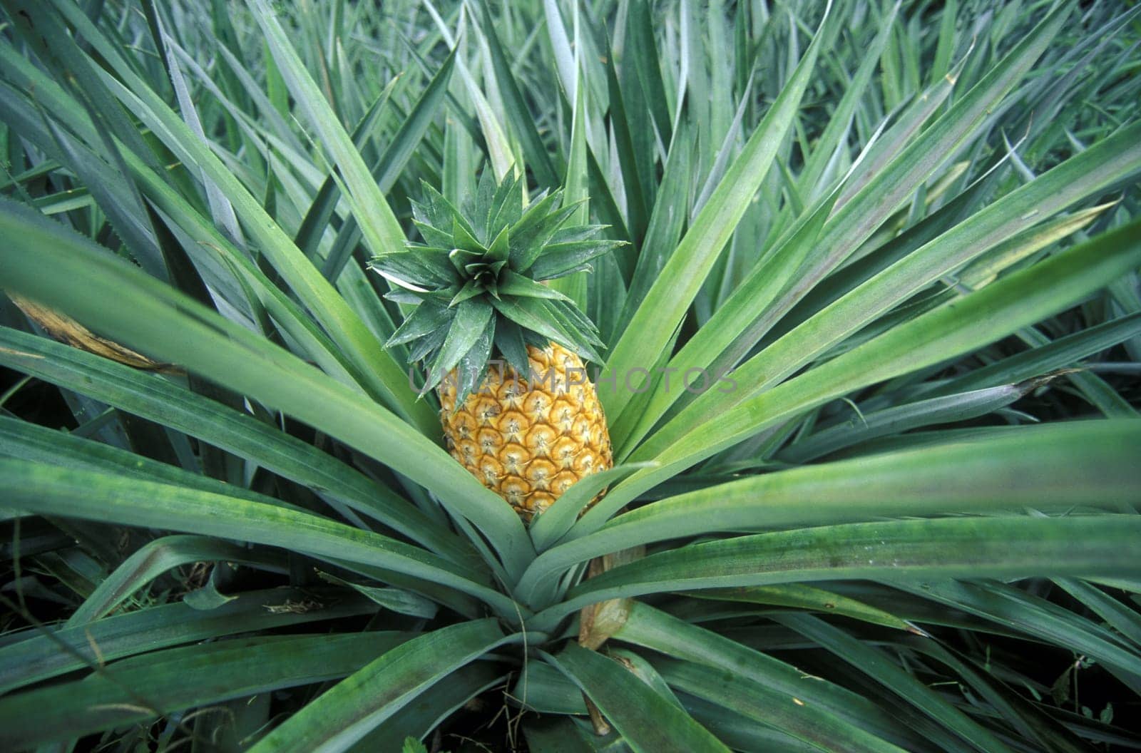 A pineapple on a pineapple plantation on the island of Praslin in the Seychelles in the Indian Ocean.