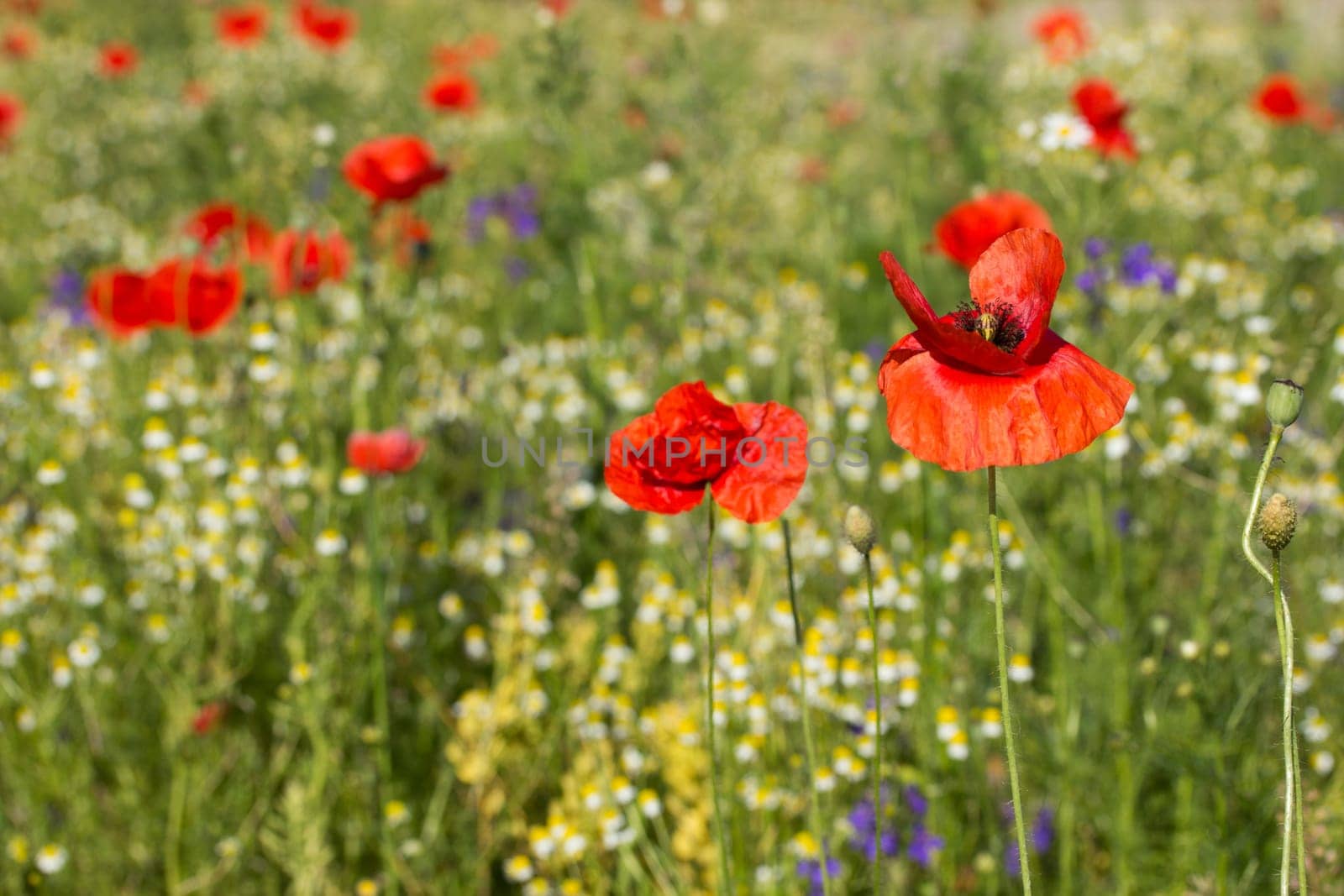 Summer meadow with Common poppy flowers.