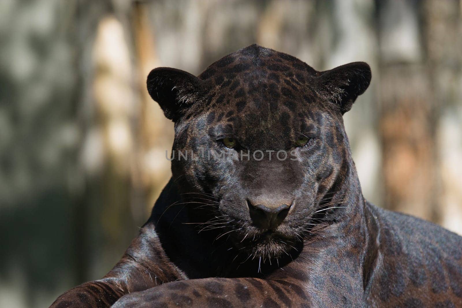 Closeup view of the black leopard is lying on the tree trunk