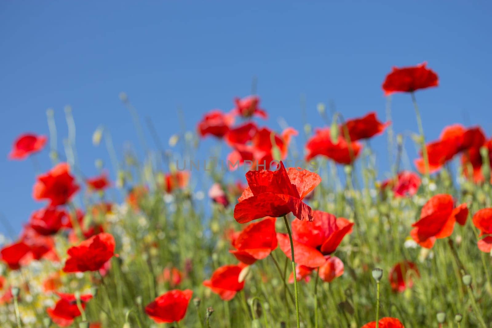 Summer meadow with Common poppy flowers. Blue sky in the background.