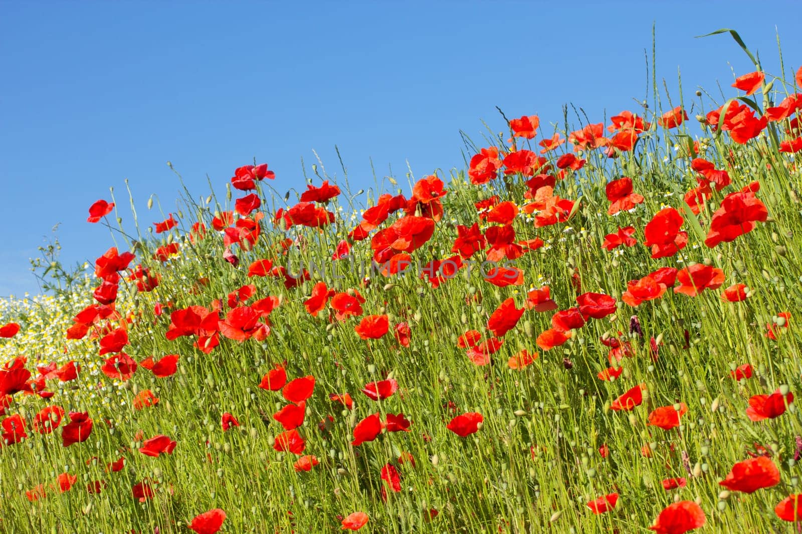 Summer meadow with Common poppy flowers. Blue sky in the background.