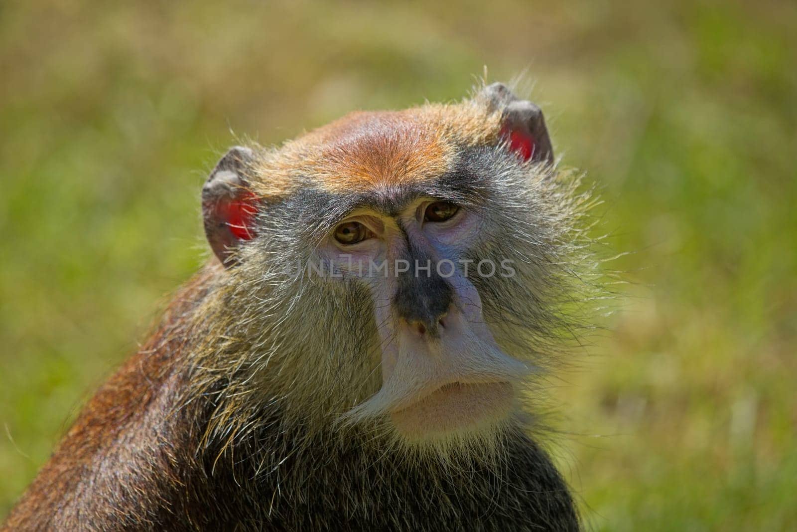The patas monkey (Erythrocebus patas), known as the Hussar monkey
