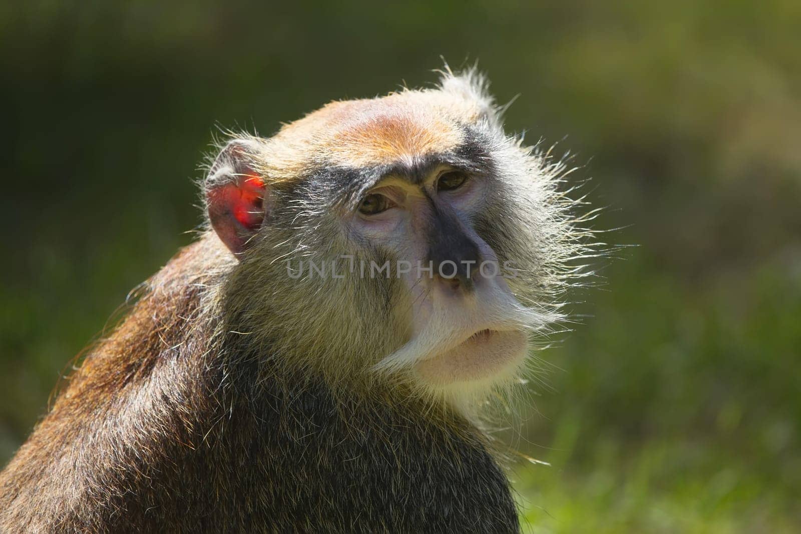 The patas monkey (Erythrocebus patas), known as the Hussar monkey
