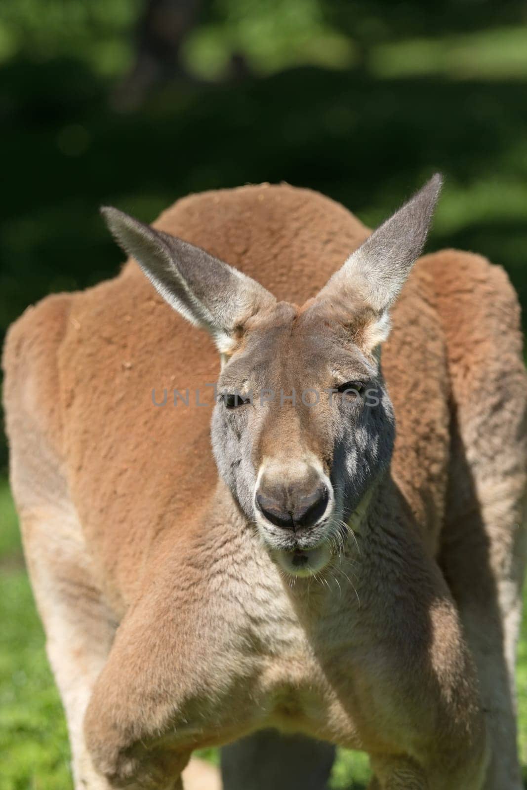 Front detail view of a kangaroo in outdoors