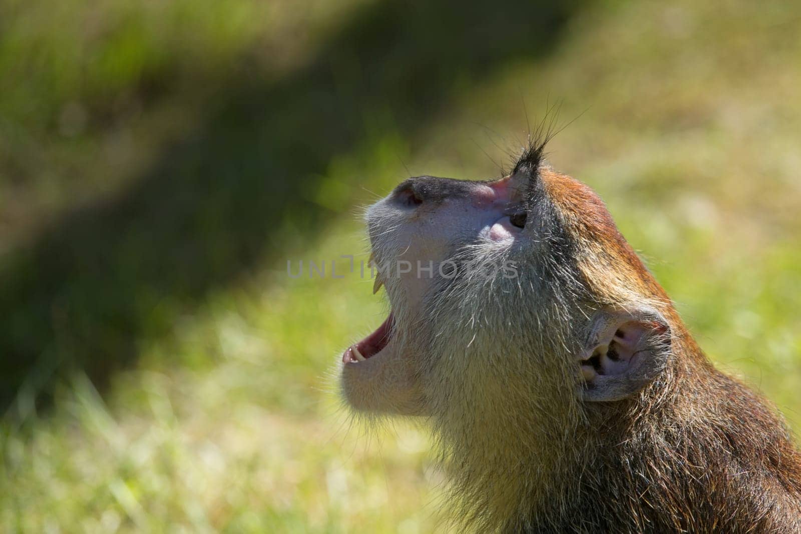 Side view of the patas monkey (Erythrocebus patas), known as the Hussar monkey. Monkey is screaming