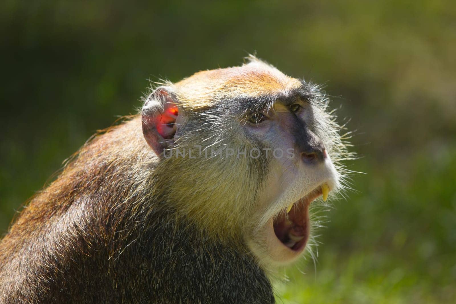 Side view of the patas monkey (Erythrocebus patas), known as the Hussar monkey. Monkey is screaming