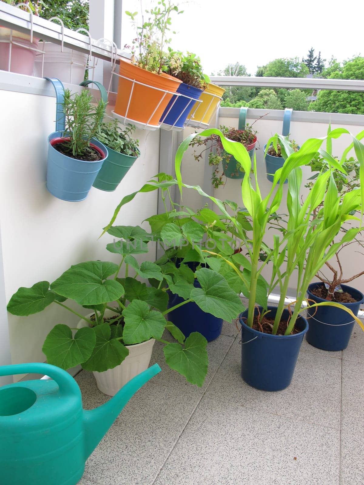 Vegetable plants in pots on the balcony