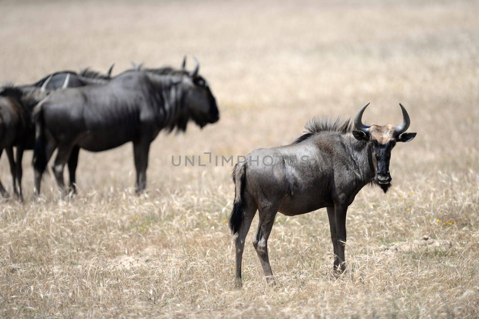 A shot of a African Wildebeest in the wild