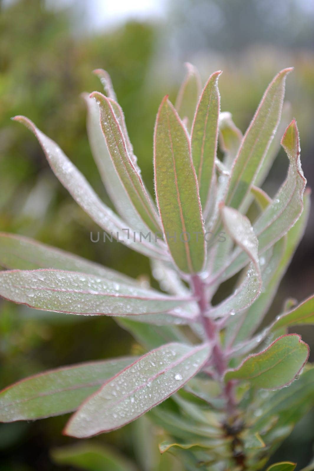 A close up shot of African Flora and Fauna