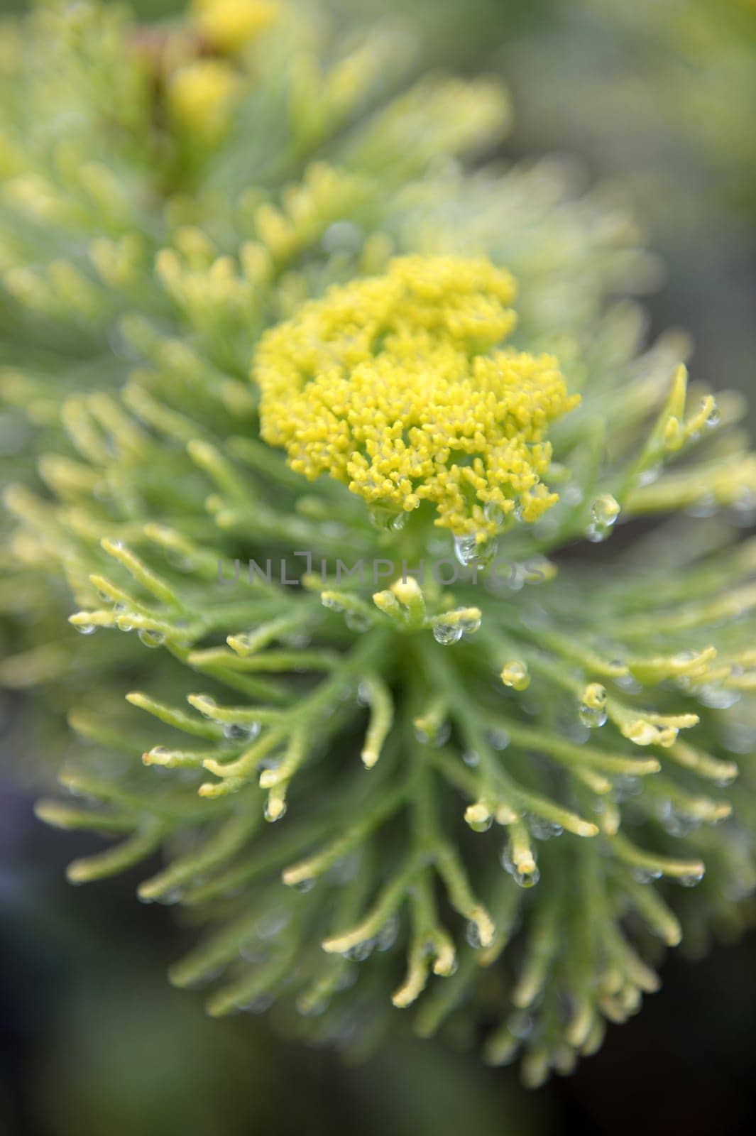 A close up shot of African Flora and Fauna