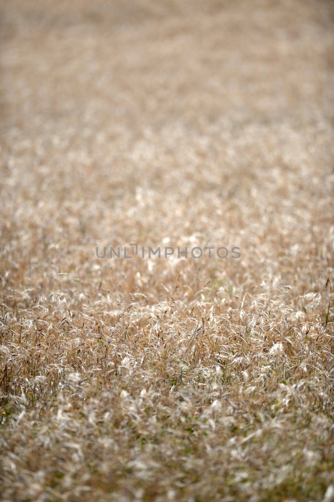 A shot of an open field of Rye Grass