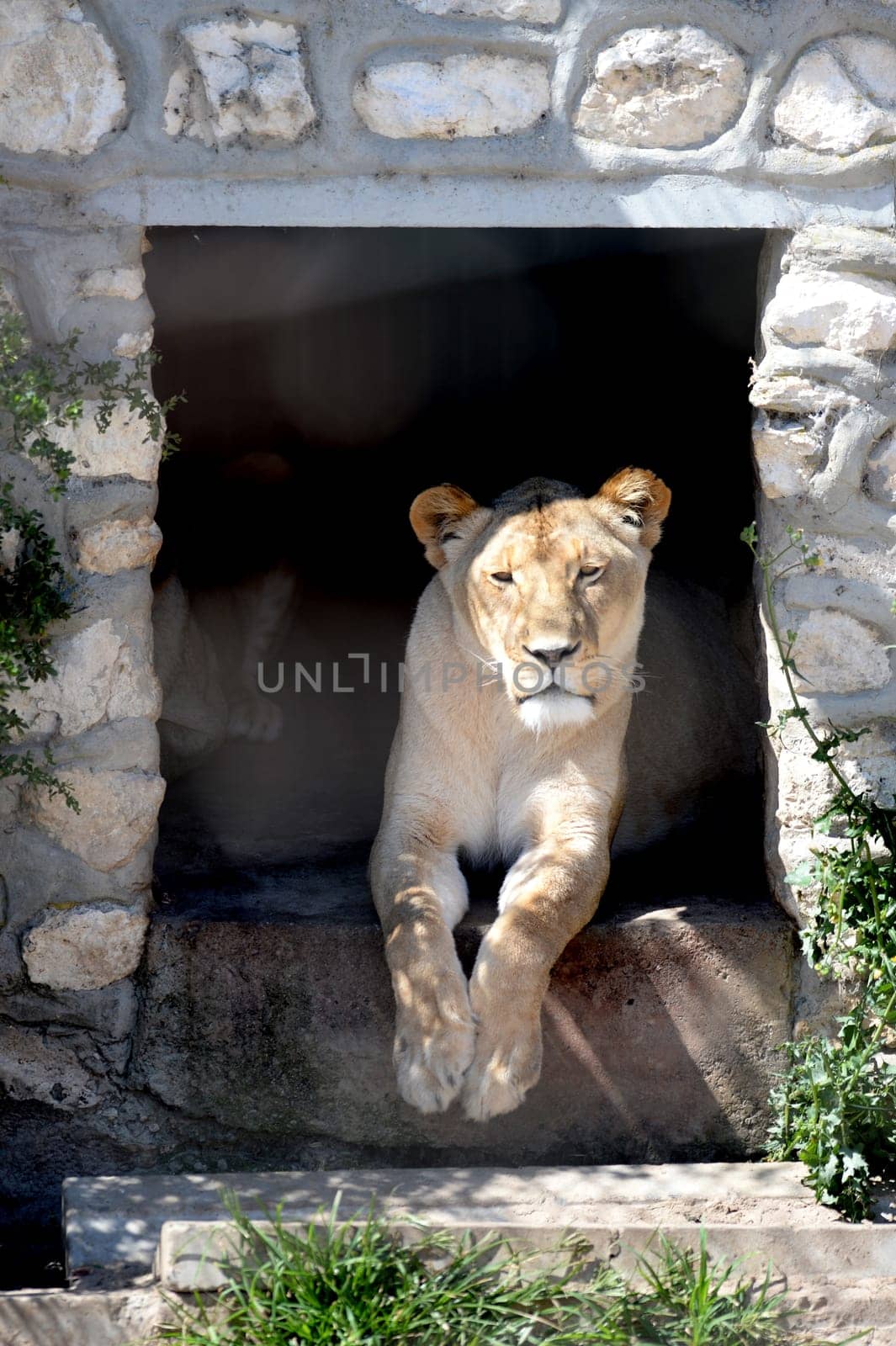 A shot of of an African Lion in the wild