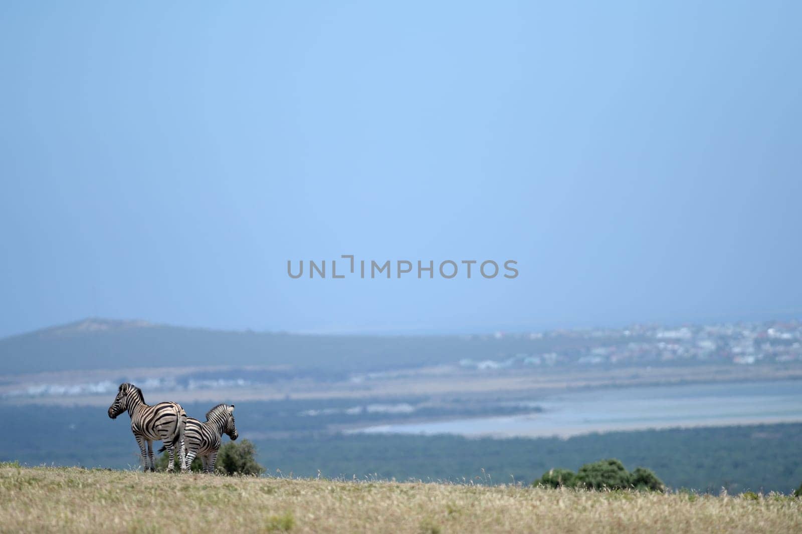 A shot of African Zebra in the wild