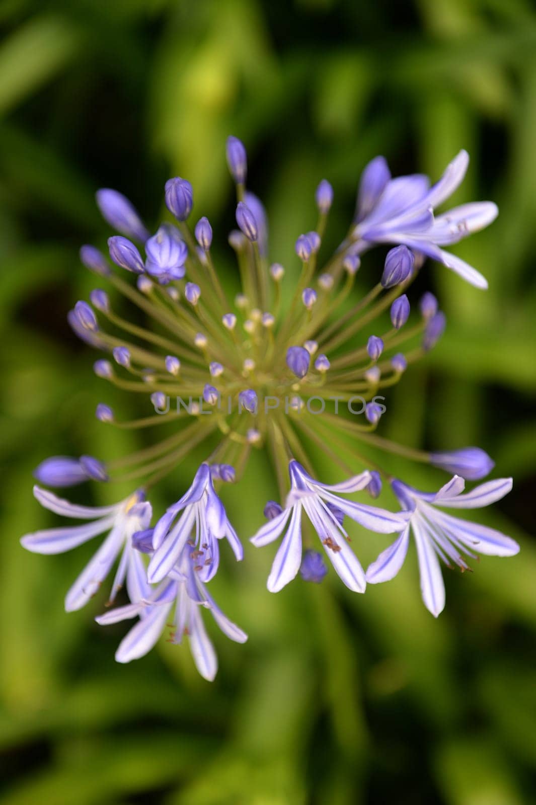 A close up shot of purpleAgapanthus
