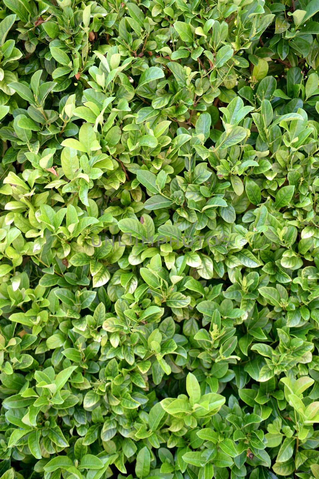 A close up shot of a lush green hedge