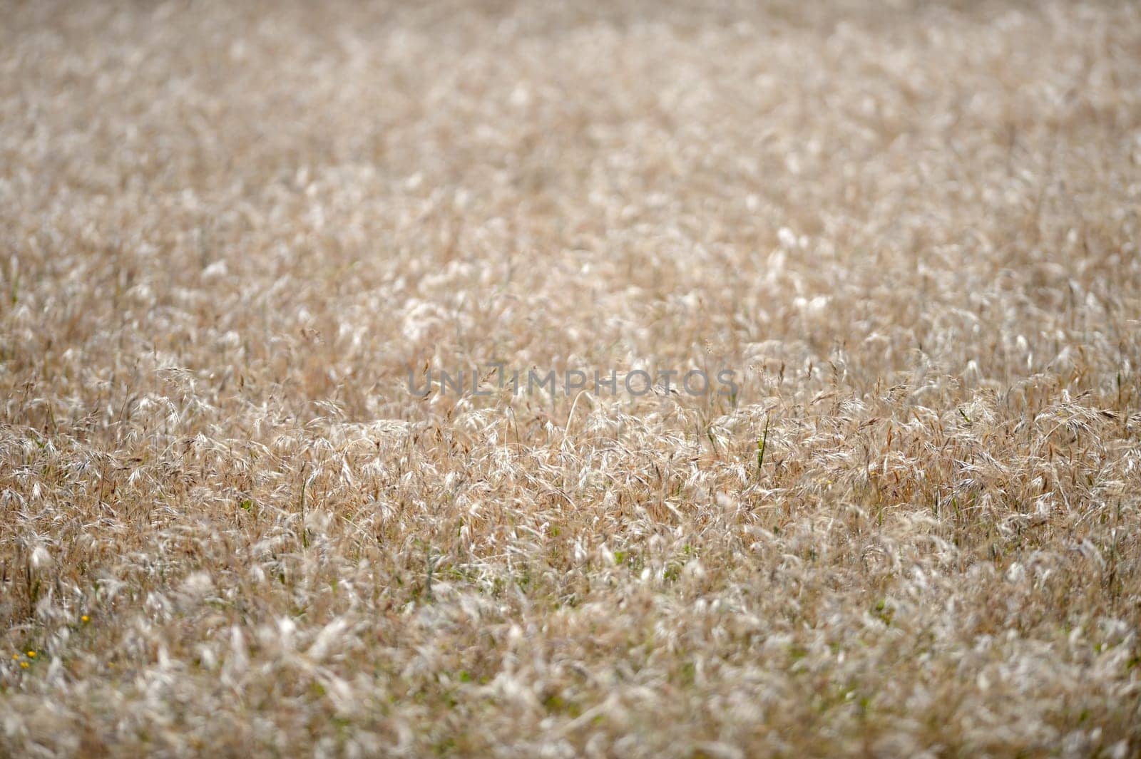 A shot of an open field of Rye Grass