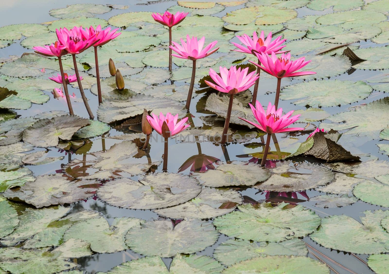 Pink water lily flower in pond