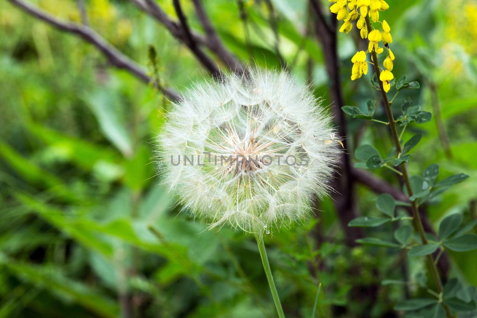 Pusteblume close-up,plant with seeds in nature