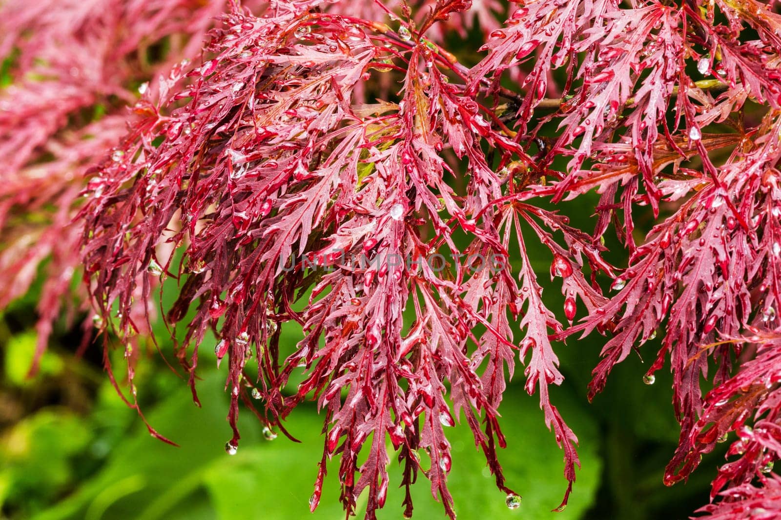 Japanese maple,close-up of the plant with water drops