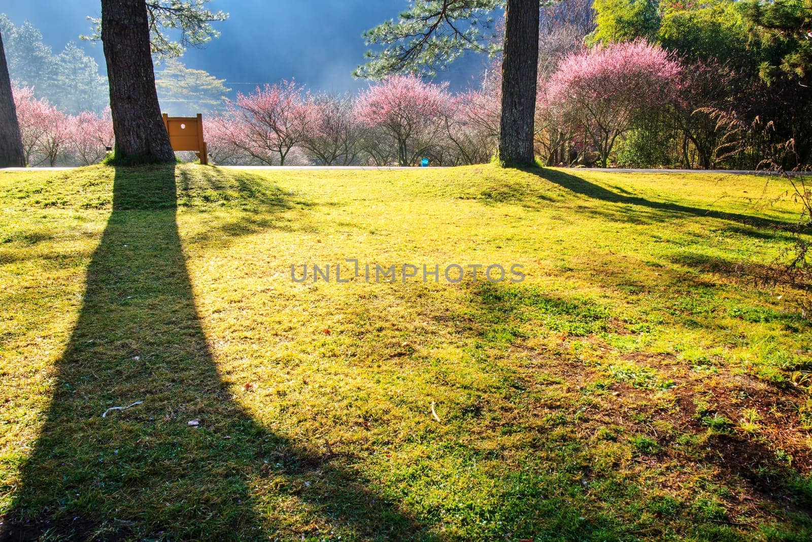 Beautiful Sakura Garden in Wuling Farm Taiwan for adv or others purpose use