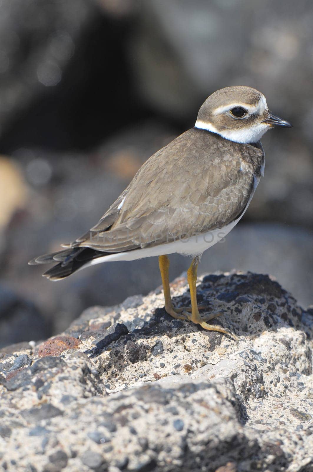One Adult Kentish Plover Water Bird near a Rock Beach