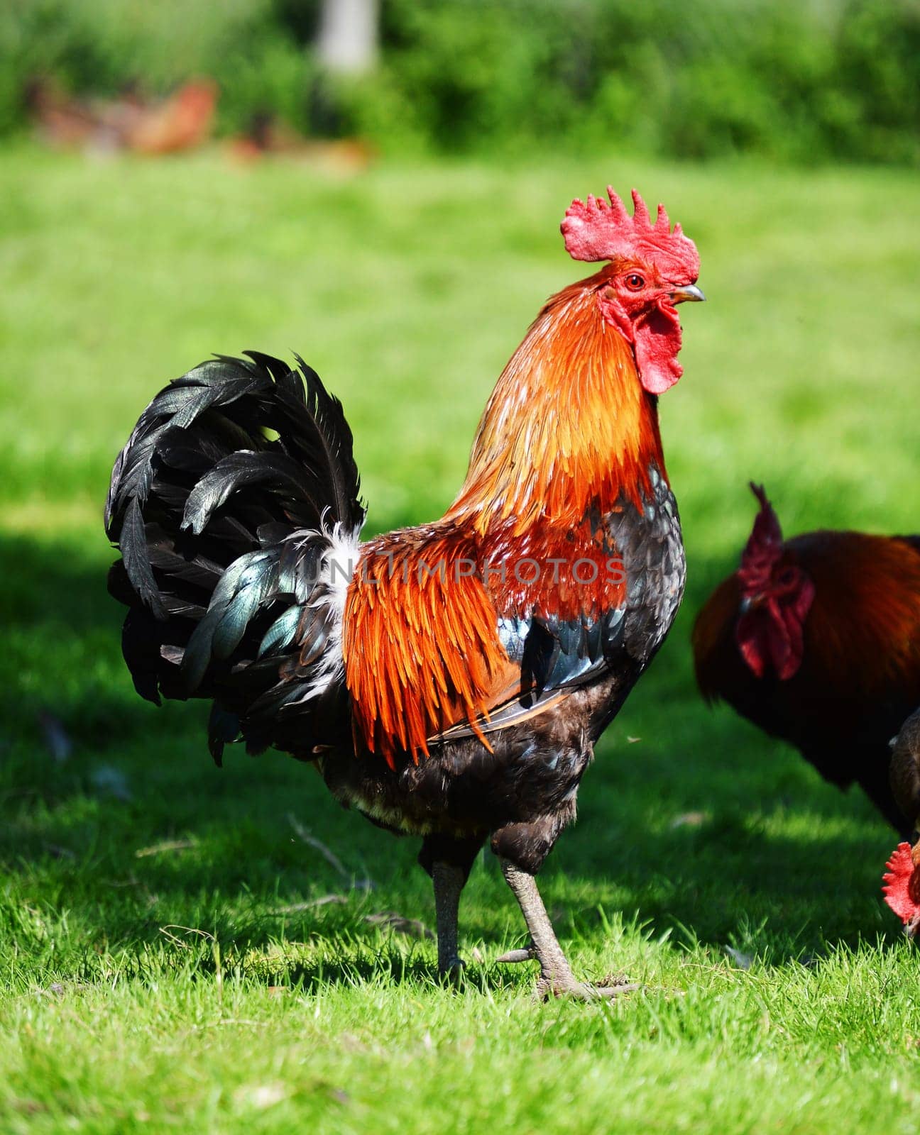 Rooster on traditional free range poultry farm