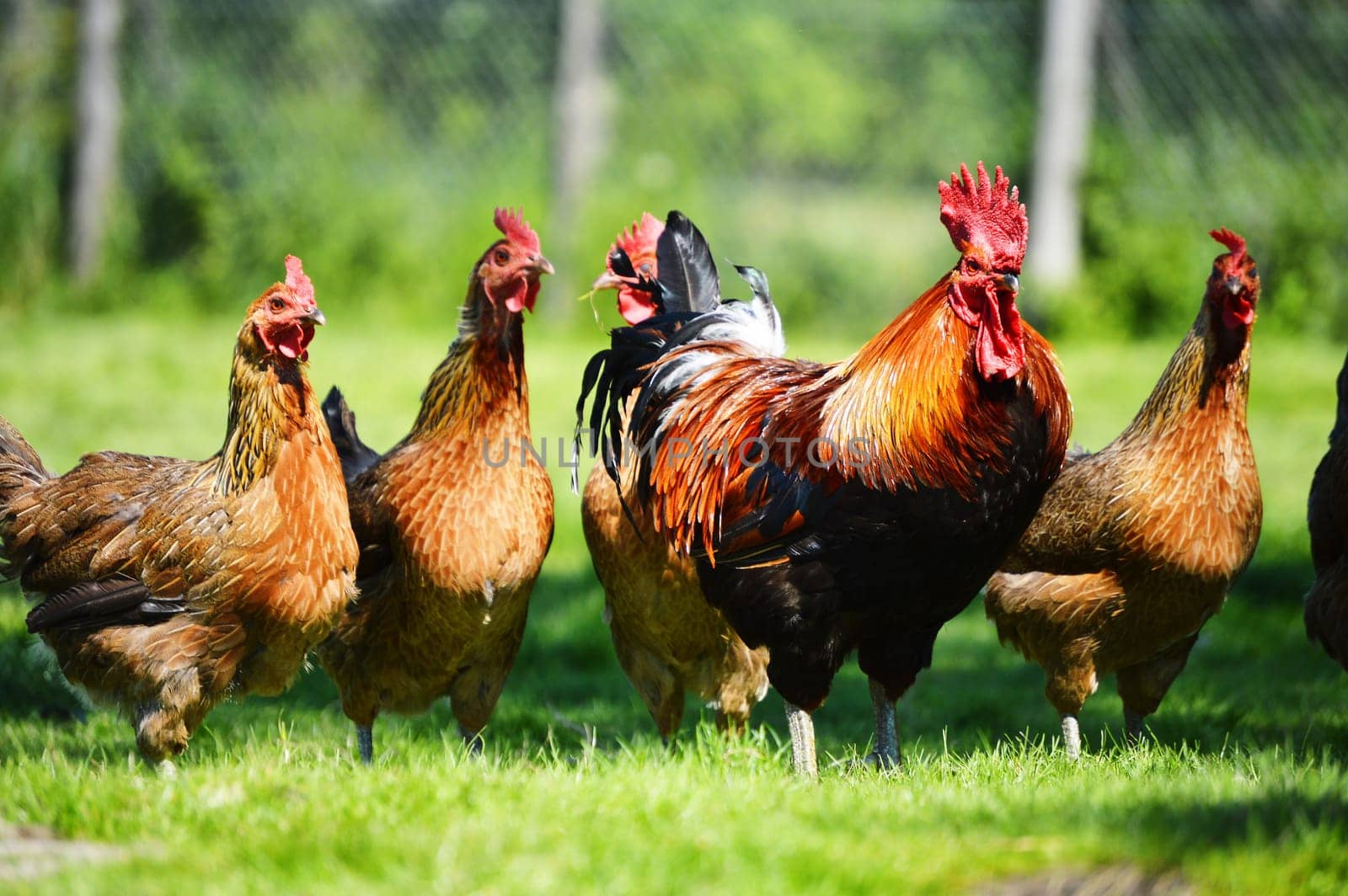 Chickens on traditional free range poultry farm