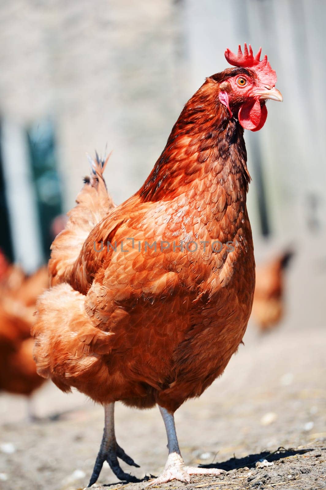 Chickens on traditional free range poultry farm