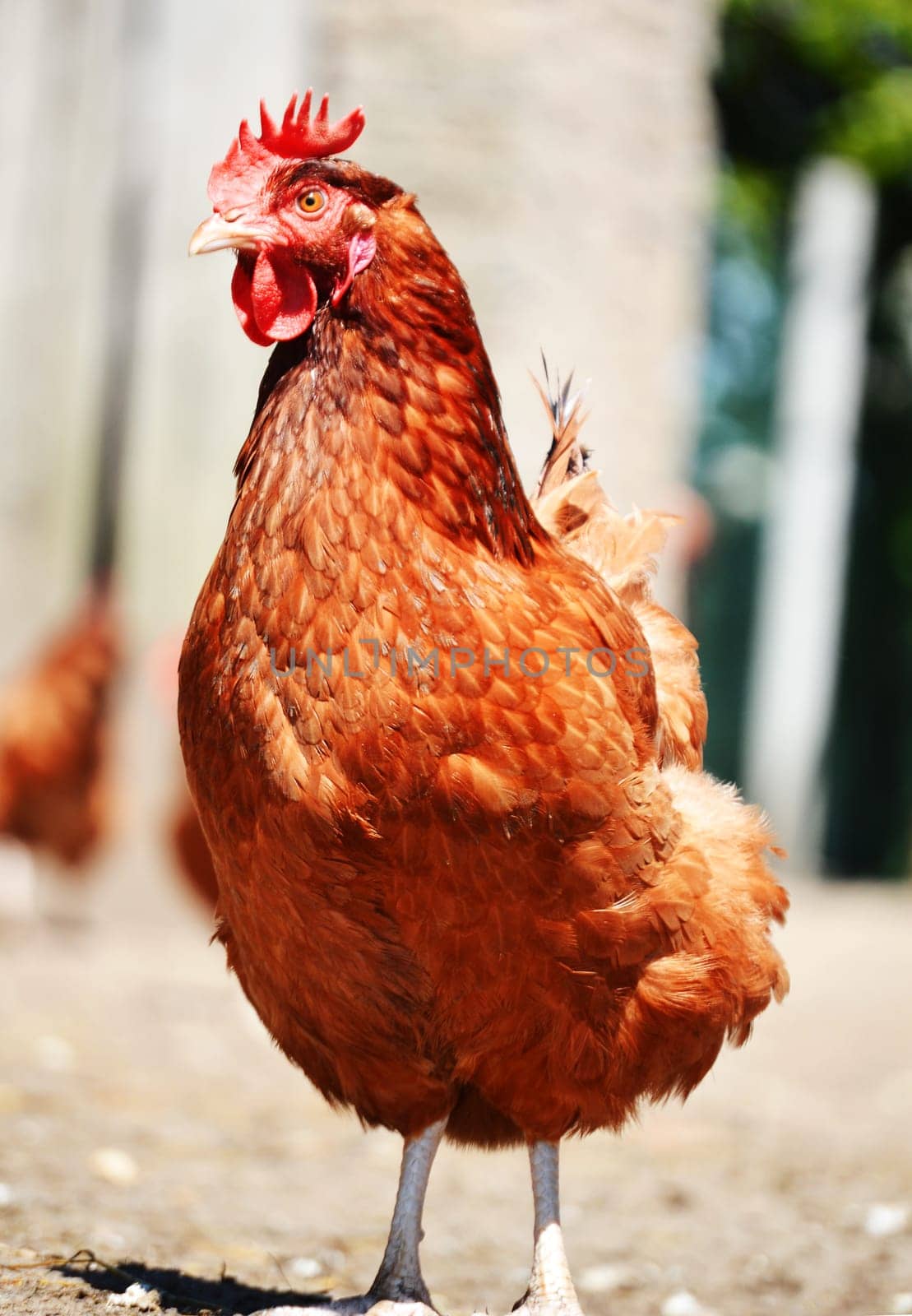 Chickens on traditional free range poultry farm