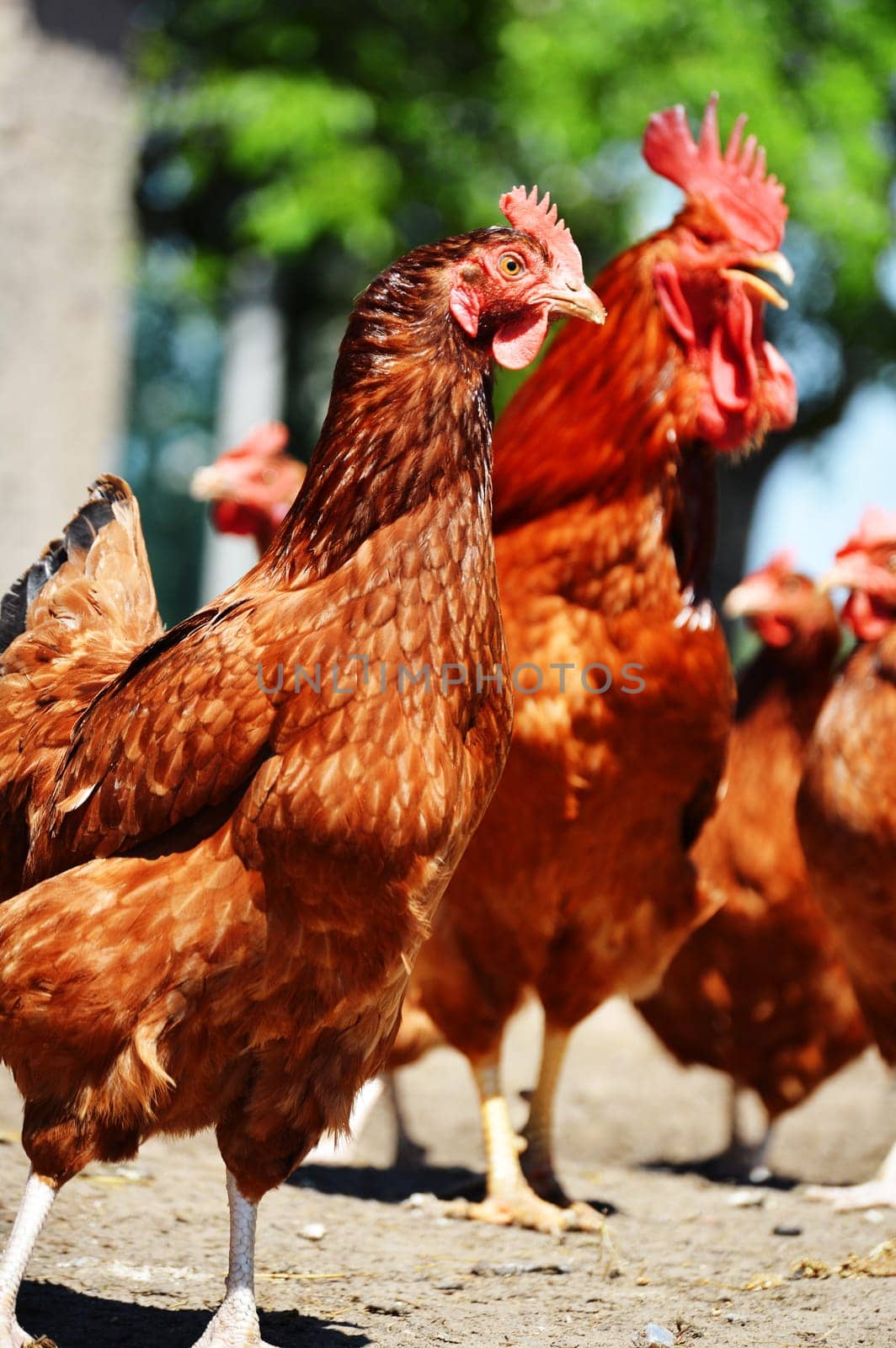 Chickens on traditional free range poultry farm