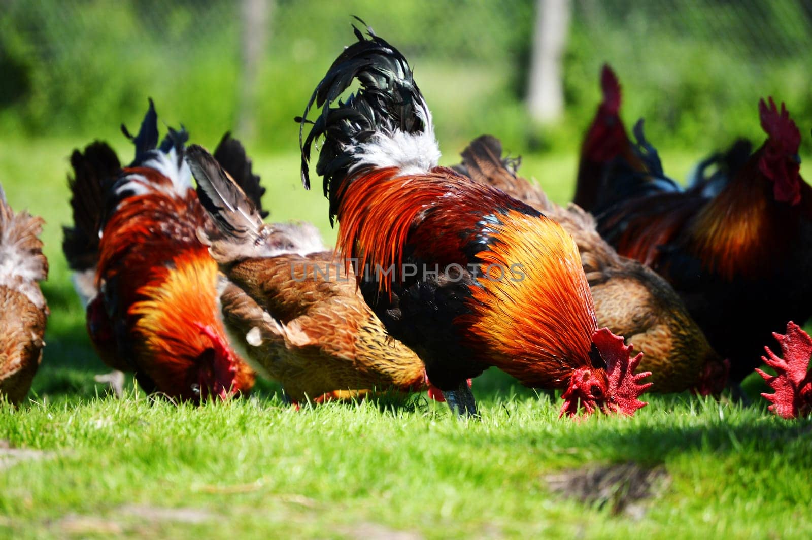 Chickens on traditional free range poultry farm
