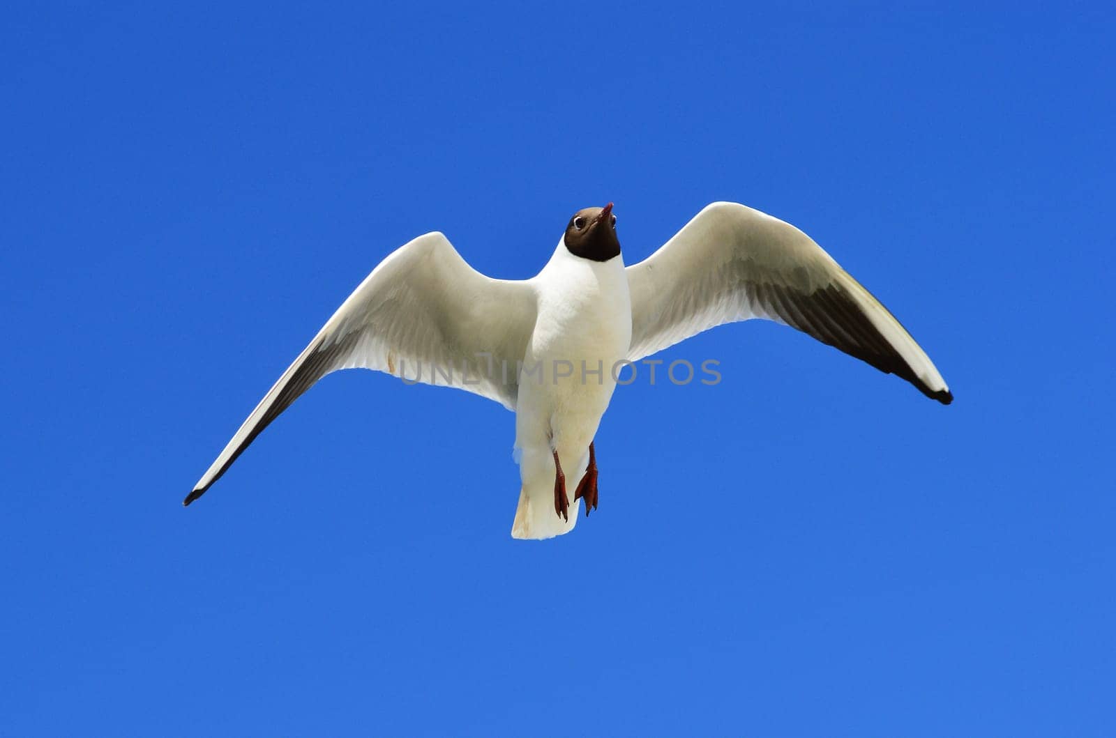 Flying seagull over the blue sky