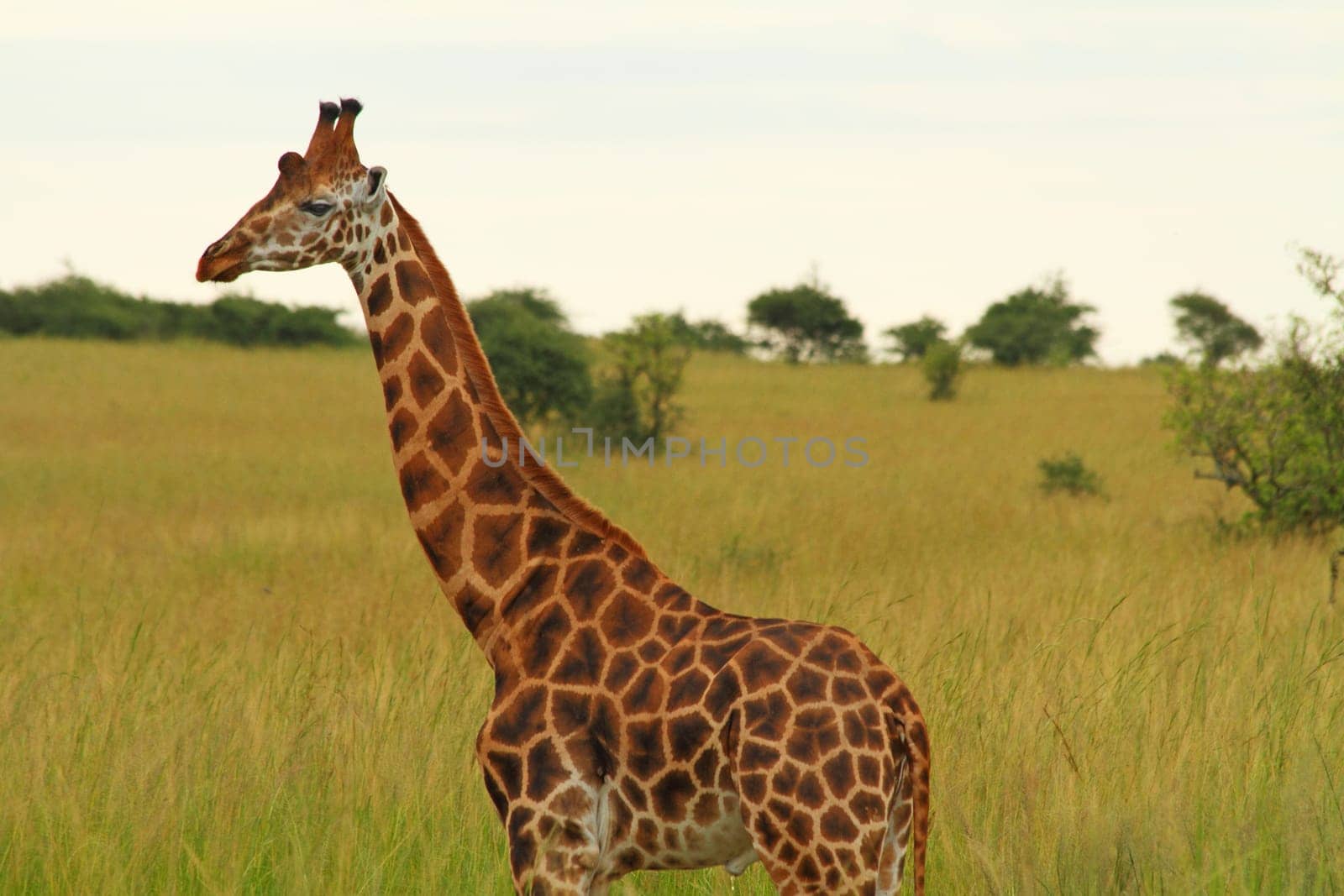 A male giraffe stands against a green savannah background having just finished urinating.