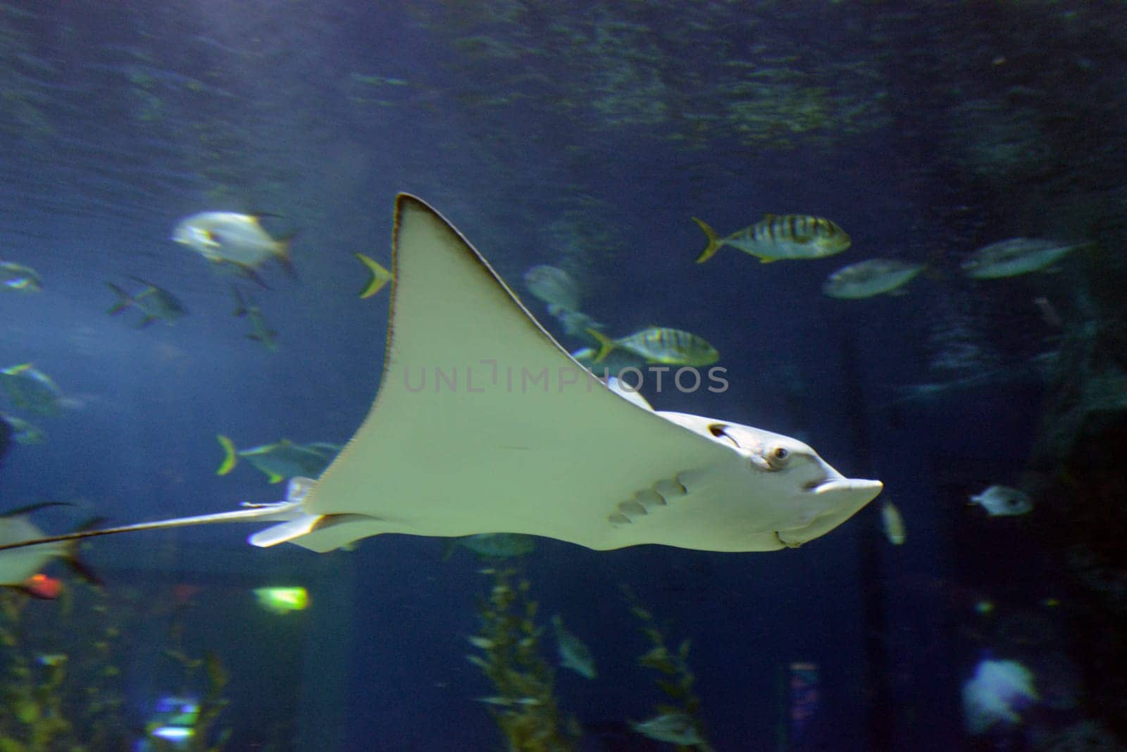 Das Ocean World Aquaruim in der Stadt Bangkok in Thailand in Suedostasien.