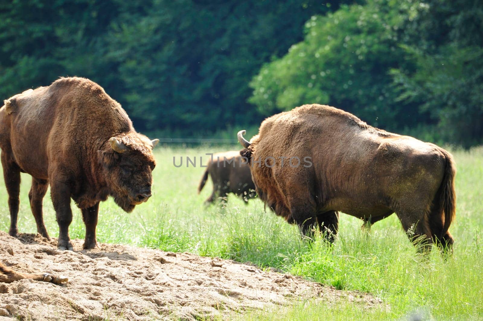 European Bison Wisent (Bison bonasus)