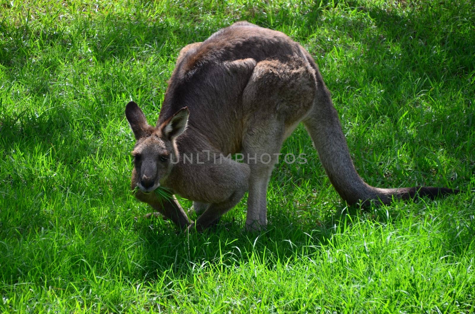 grazing kaenguru