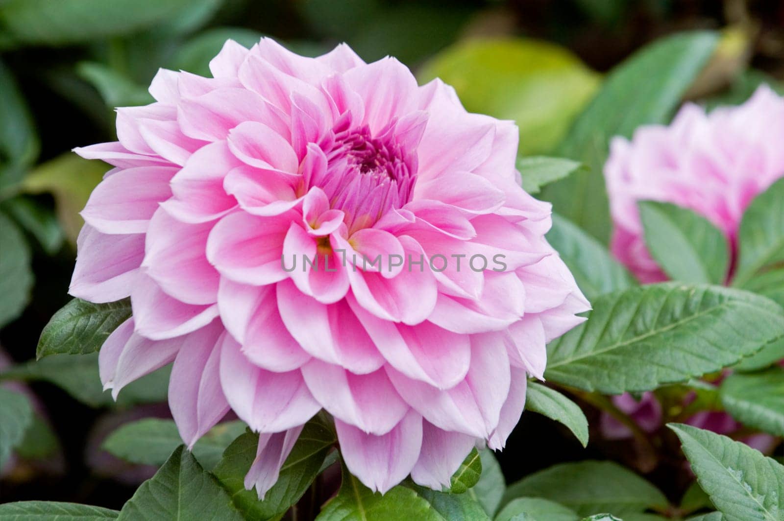 The close shot of bright and beautiful pink dahlia flowers