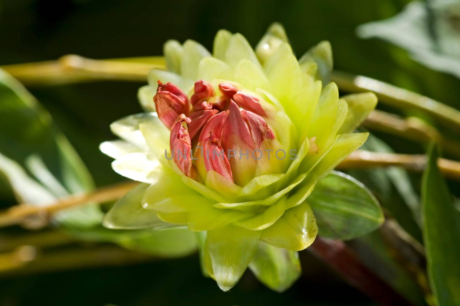 The close up view of dahlia flower