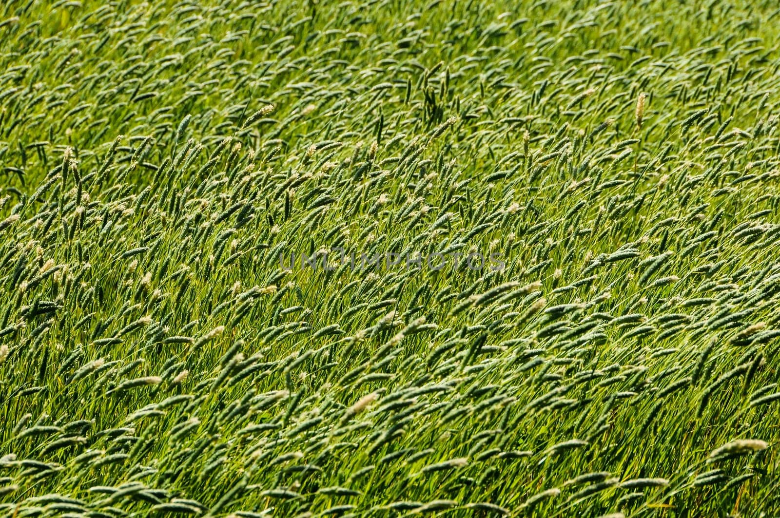 Texture Grass Background Pattern on an Isolated Field