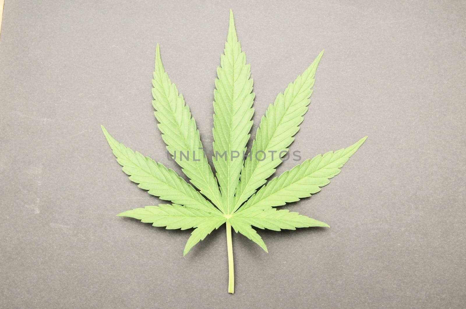 Green Fresh Marijuana Leaf with Seven Tips