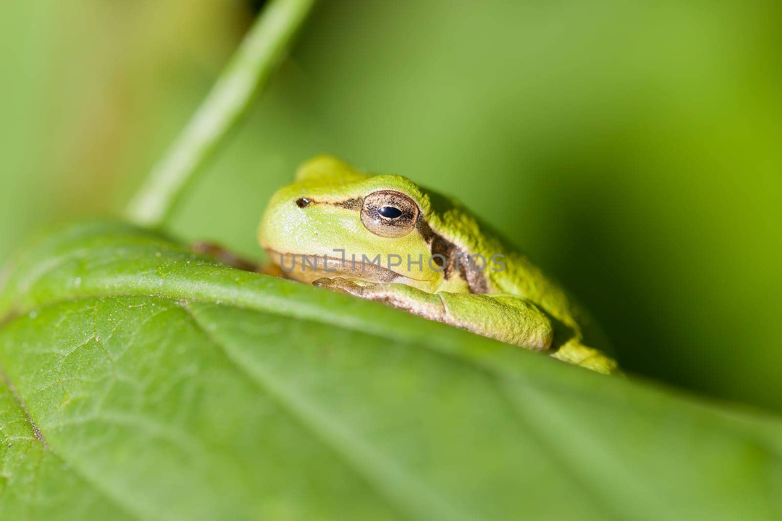 European tree frog - Hyla arborea sunbathing - Macro image