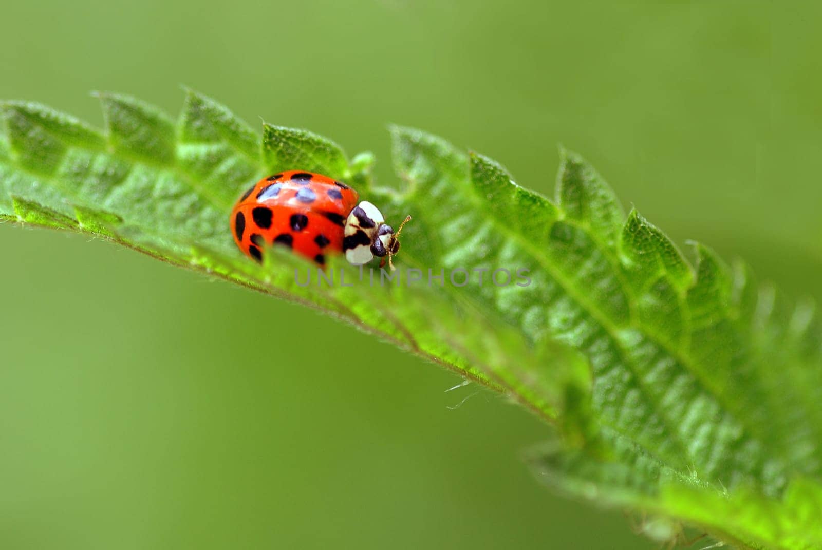 Ladybug