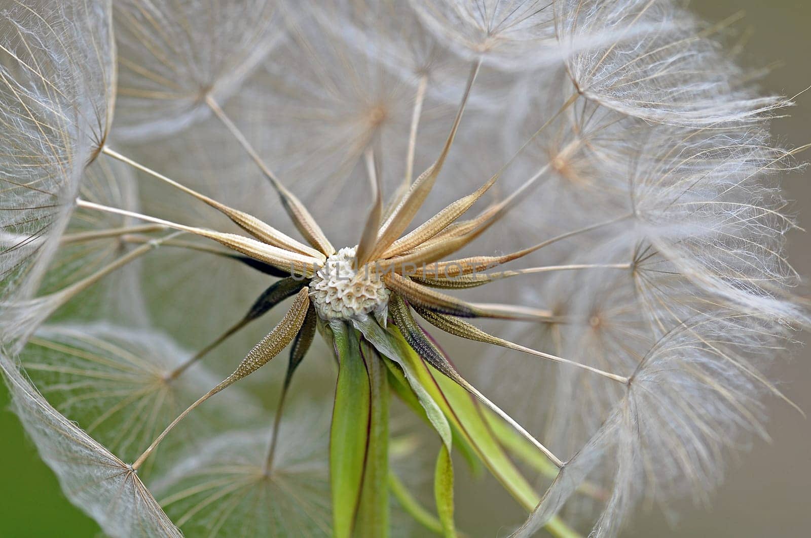 Pusteblume
