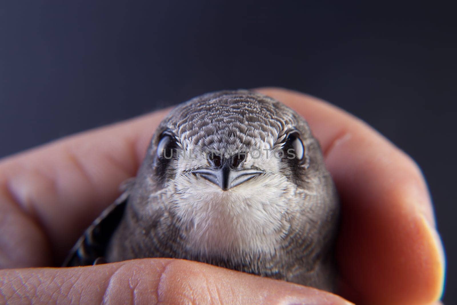 Beautiful young swallow Sand Martin, riparia riparia, on my hand.