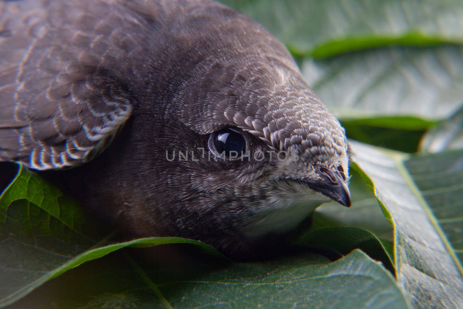 Beautiful young swallow Sand Martin, riparia riparia, on a green sleaves bed, it's wounded