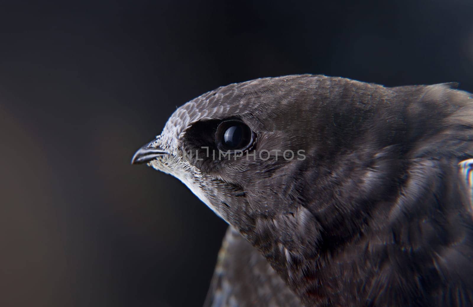 Beautiful young swallow Sand Martin, riparia riparia, on my hand.