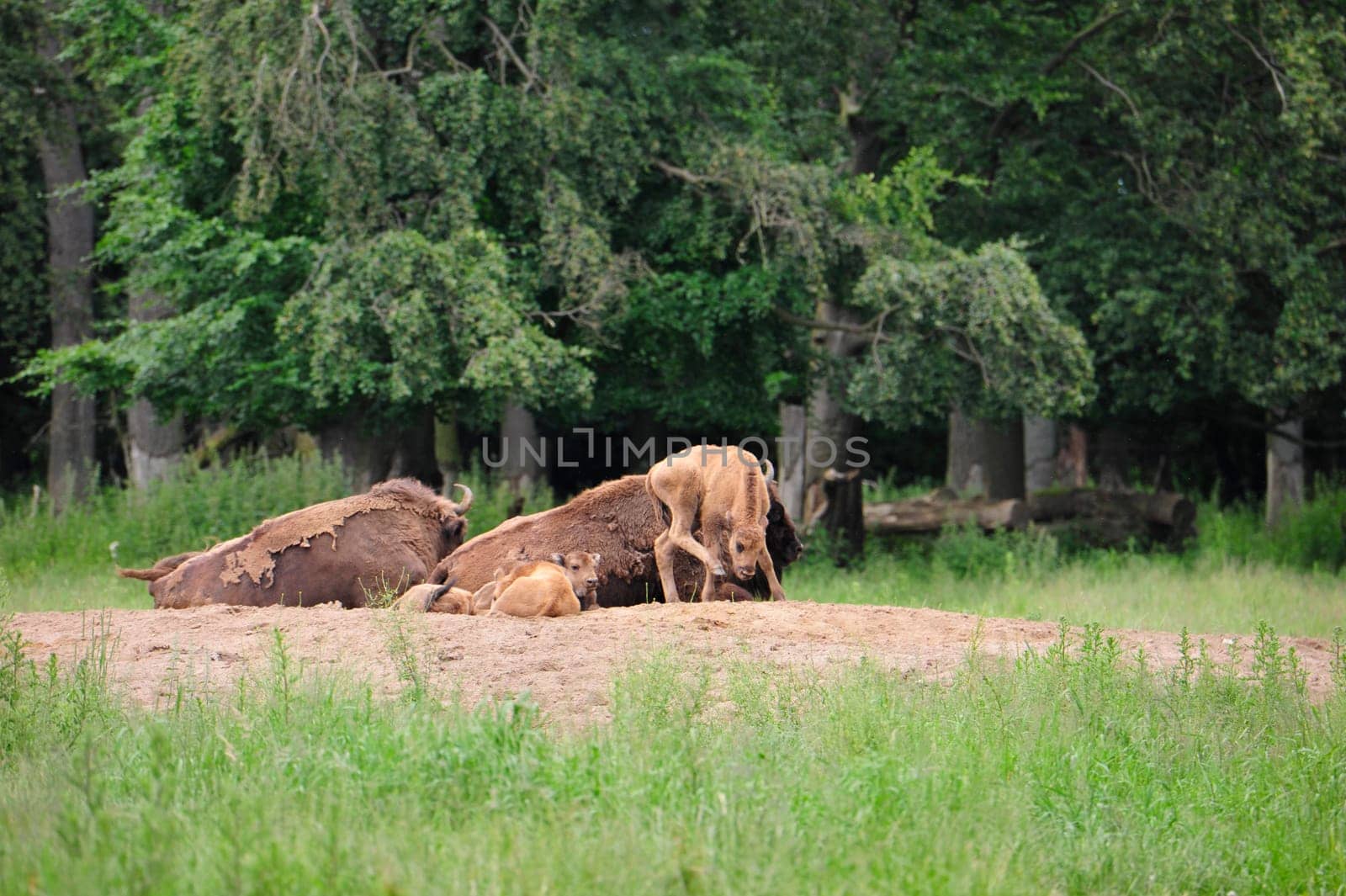 European Bison Wisent (Bison bonasus)
