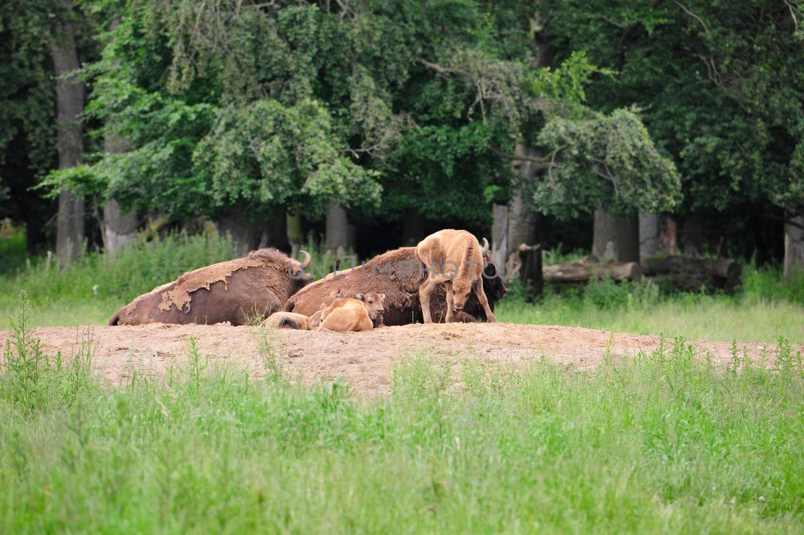 European Bison Wisent (Bison bonasus)