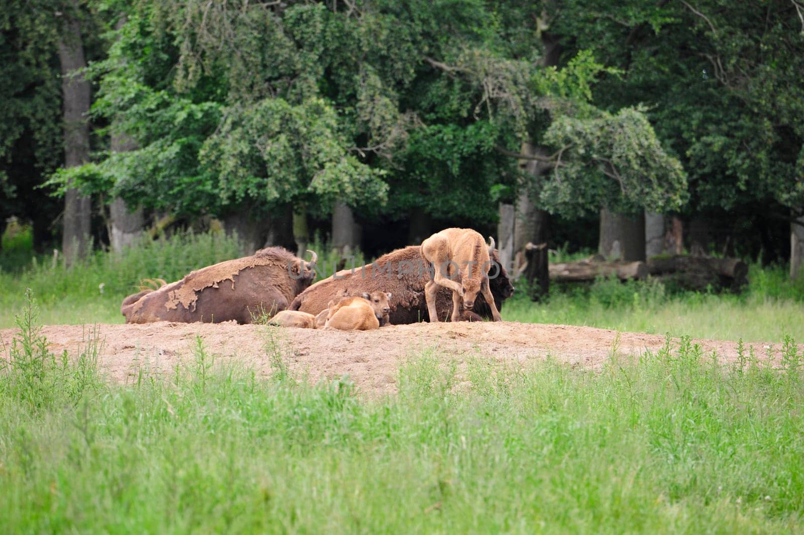European Bison Wisent (Bison bonasus)