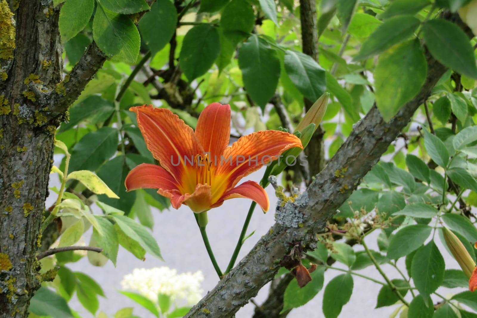 Yellow-red daylily - Hemerocallis fulva